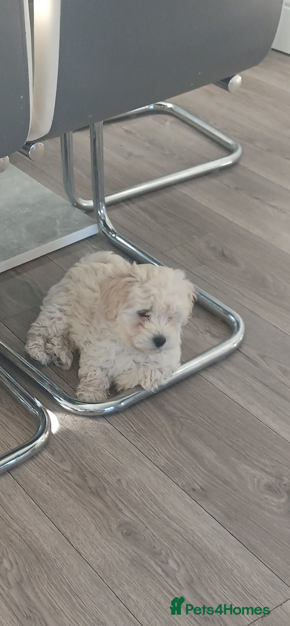 Maltipoo dogs Maltipoo puppies - Advert 2