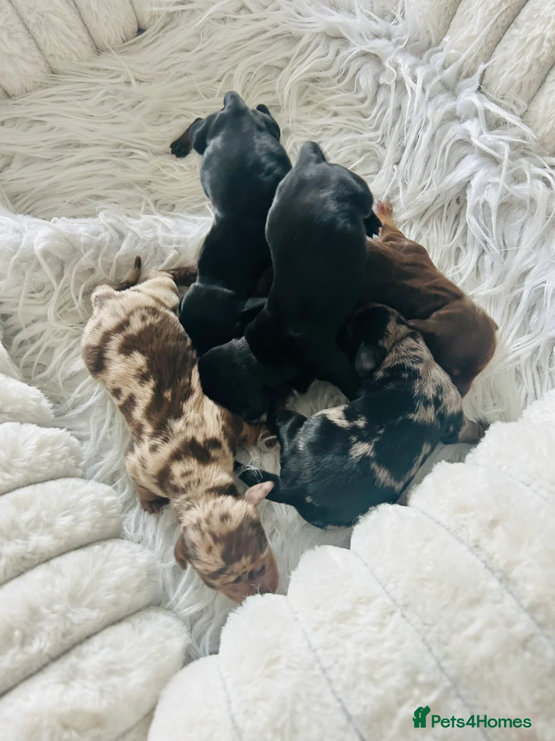 Miniature Dachshund dogs for sale: True Miniatures 5 star Breeder ⭐️⭐️⭐️⭐️⭐️ - Advert 5