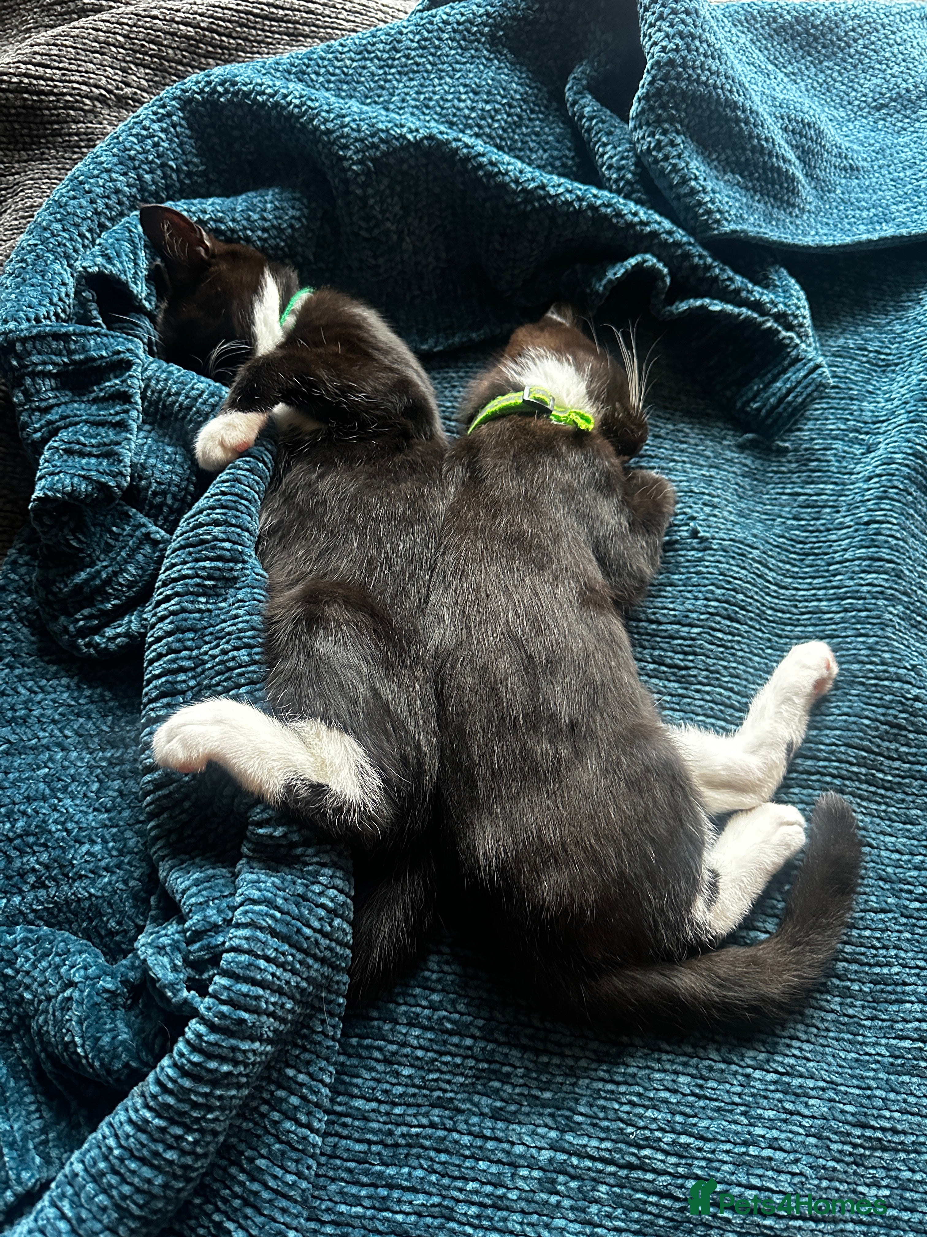 Mixed Breed cats Two handsome boys - Advert 12