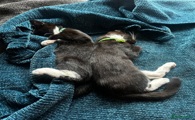 Mixed Breed cats - Advert 1