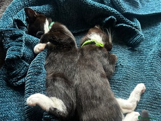 Mixed Breed cats for sale - Advert 1