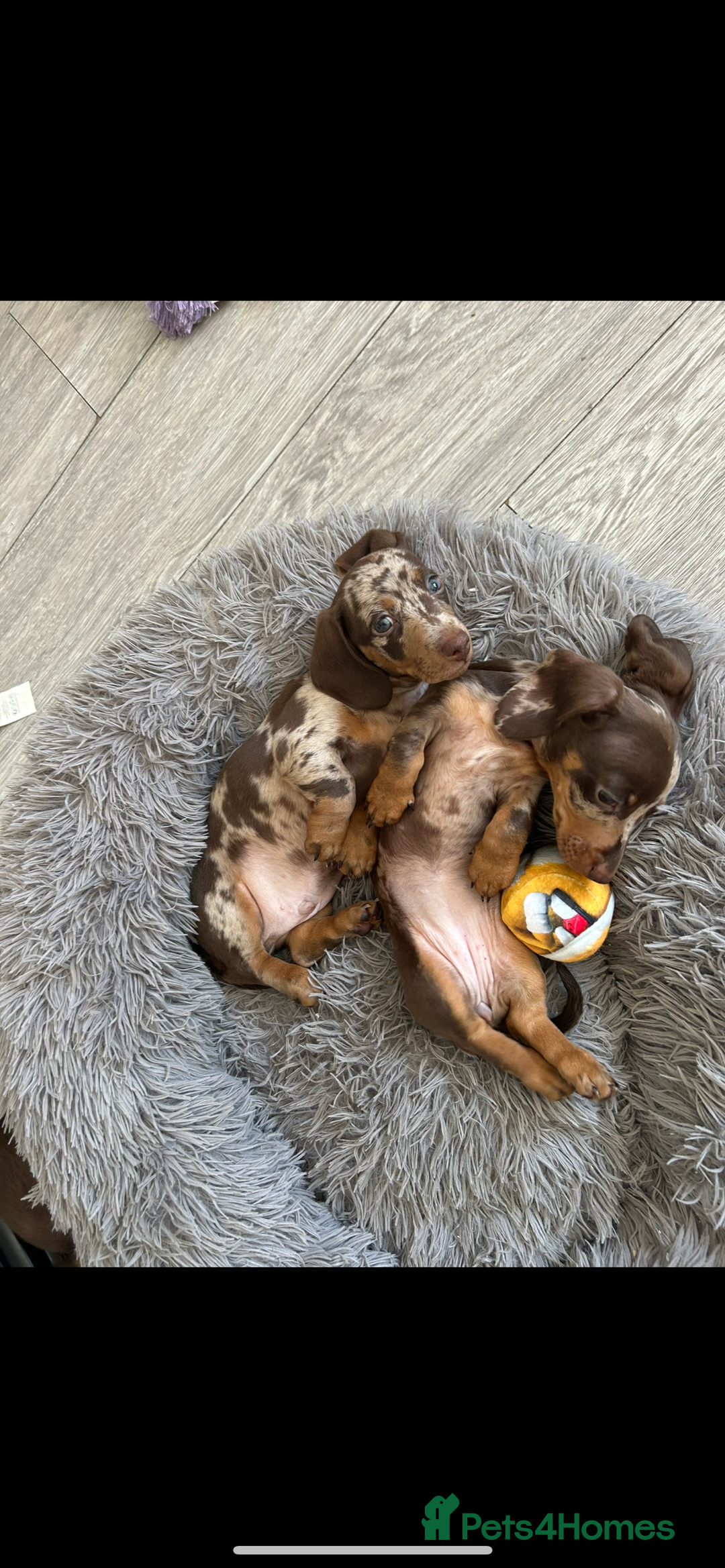 Dachshund dogs for sale: Dachshund puppies  - Image 20