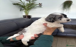 Cockapoo dogs for sale: Unique Rare Merle F1B Cockapoo Puppies - Image 8