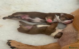 English Bulldog dogs for sale: 2 Beautiful Red & White English Bulldogs - Image 6