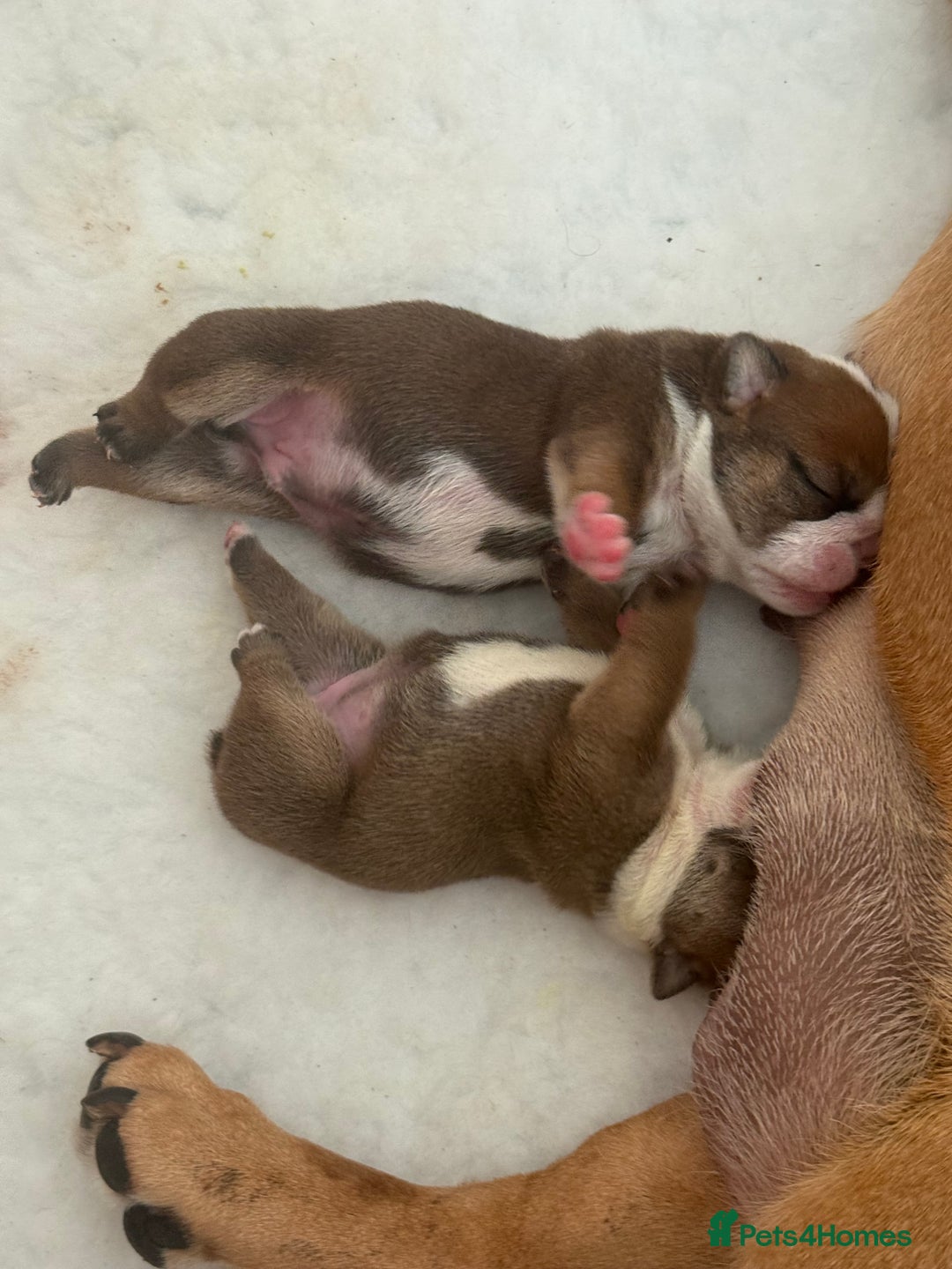 English Bulldog dogs for sale: 2 Beautiful Red & White English Bulldogs - Image 6