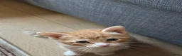 Mixed Breed cats for sale: Adorable, Loving Kittens Looking for Forever Homes - Advert 6