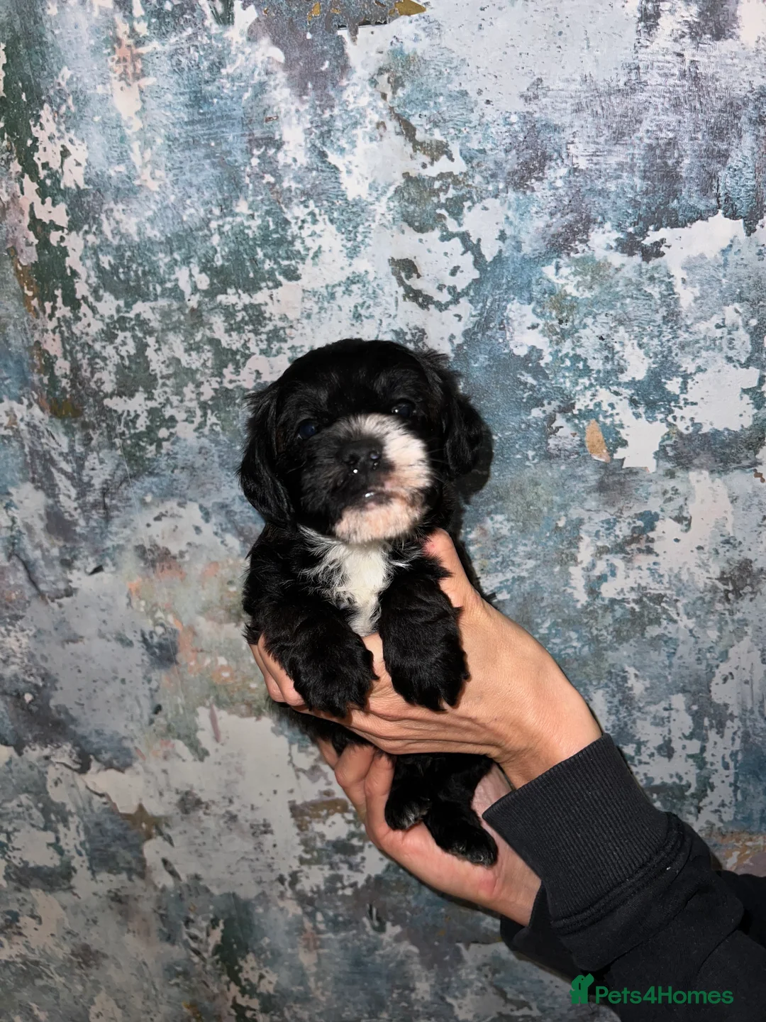 Mixed Breed dogs for sale: Borderpoo pups for sale(borderterrier x toypoodle) in Manchester - Advert 6