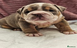 English Bulldog dogs for sale: Kc british bulldog pups💙❤️ - Image 14