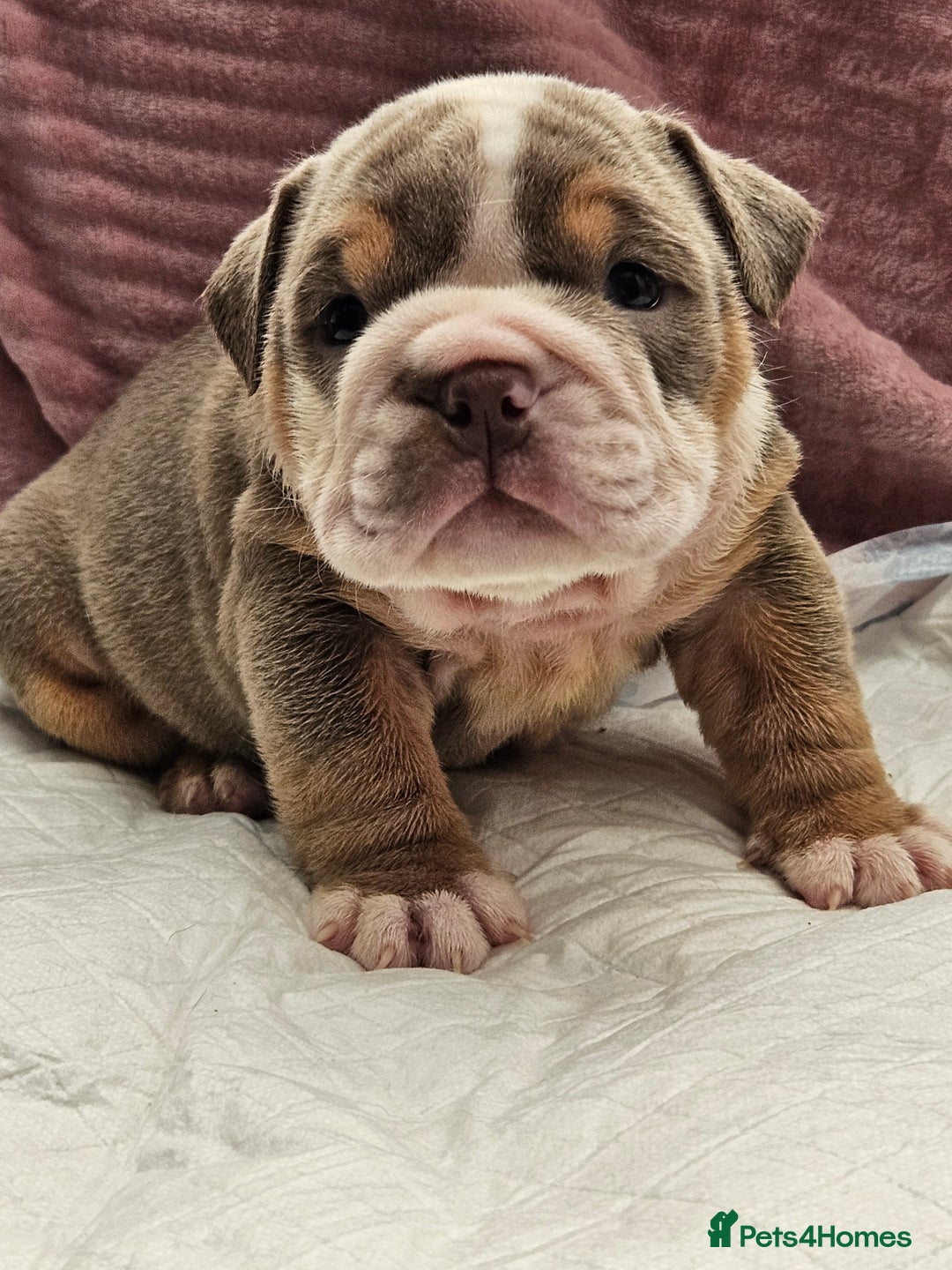 English Bulldog dogs for sale: Kc british bulldog pups💙❤️ - Image 14