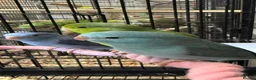 Parrots birds for sale: Stunning Parrots/Parakeets/Amazons  - Advert 6