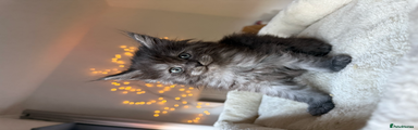 Maine Coon Kitten 3 – Female (Silver Smoke)