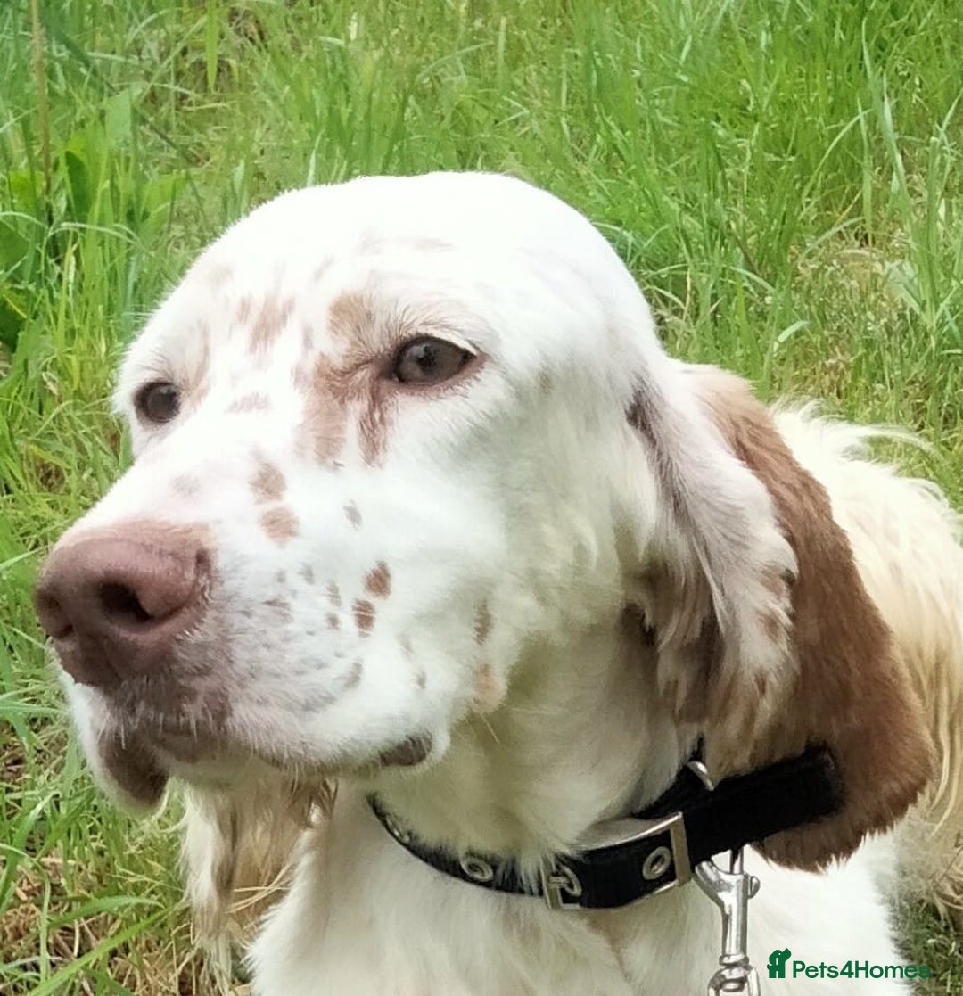 English Setter dogs for adoption: Marshall in Warrington - Image 13