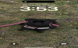 Pug dogs for sale: Pug for sale  - Image 2
