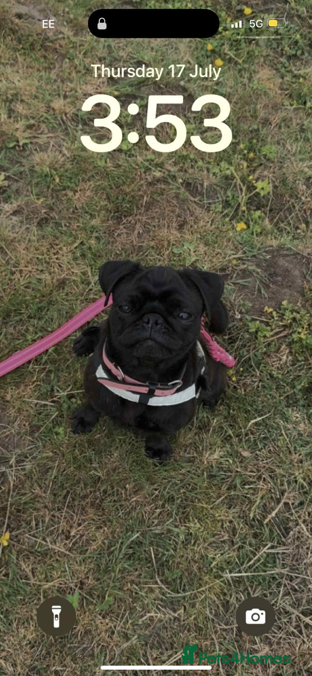 Pug dogs for sale: Pug for sale  - Image 2