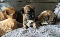 Shih Tzu dogs for sale: Stunning Rare Brindle Imperial Shih Tzu puppies - Image 39