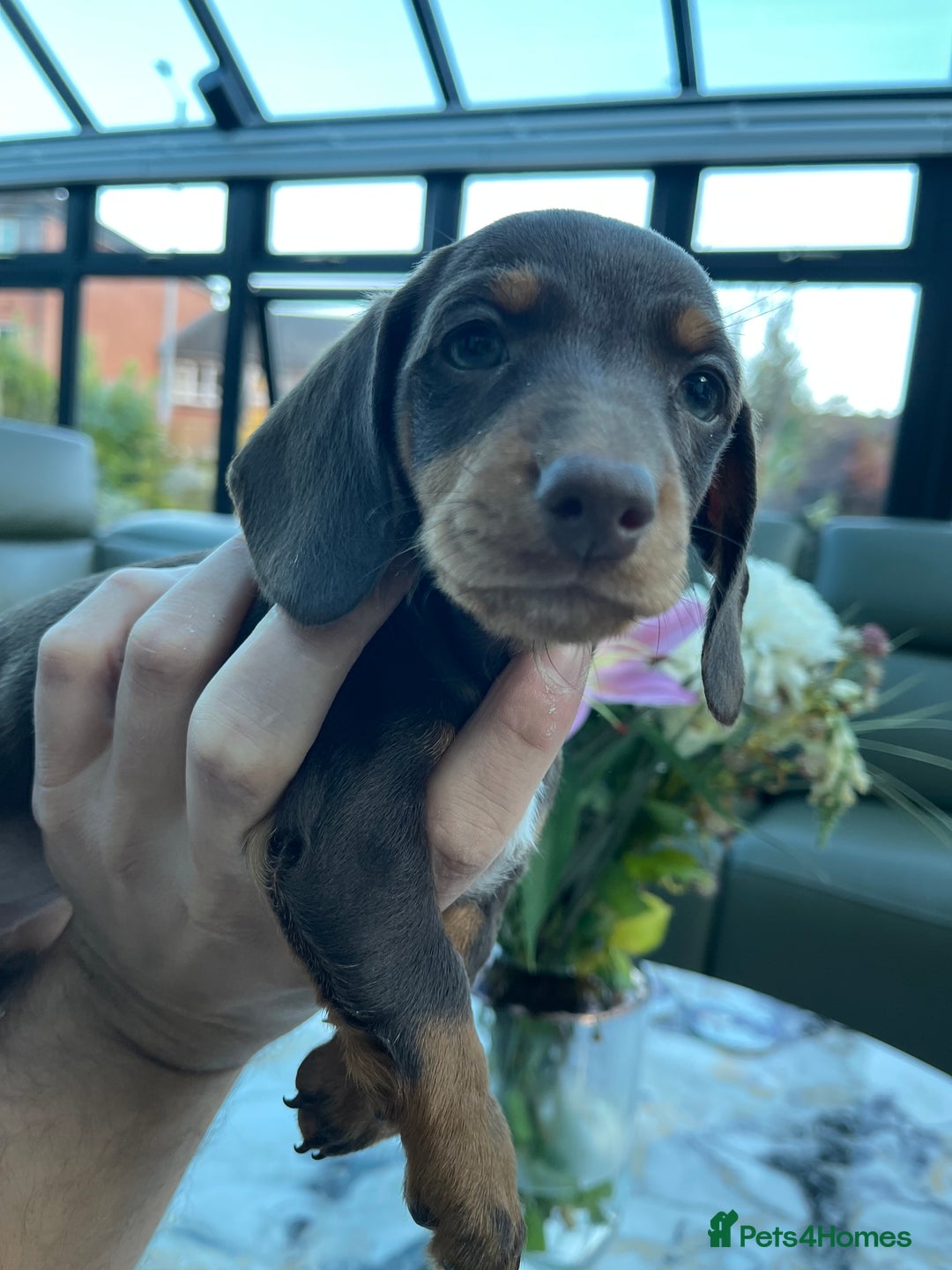 Miniature Dachshund dogs for sale: 🐾🐶 1 Girl left, ready to leave next week - Image 32