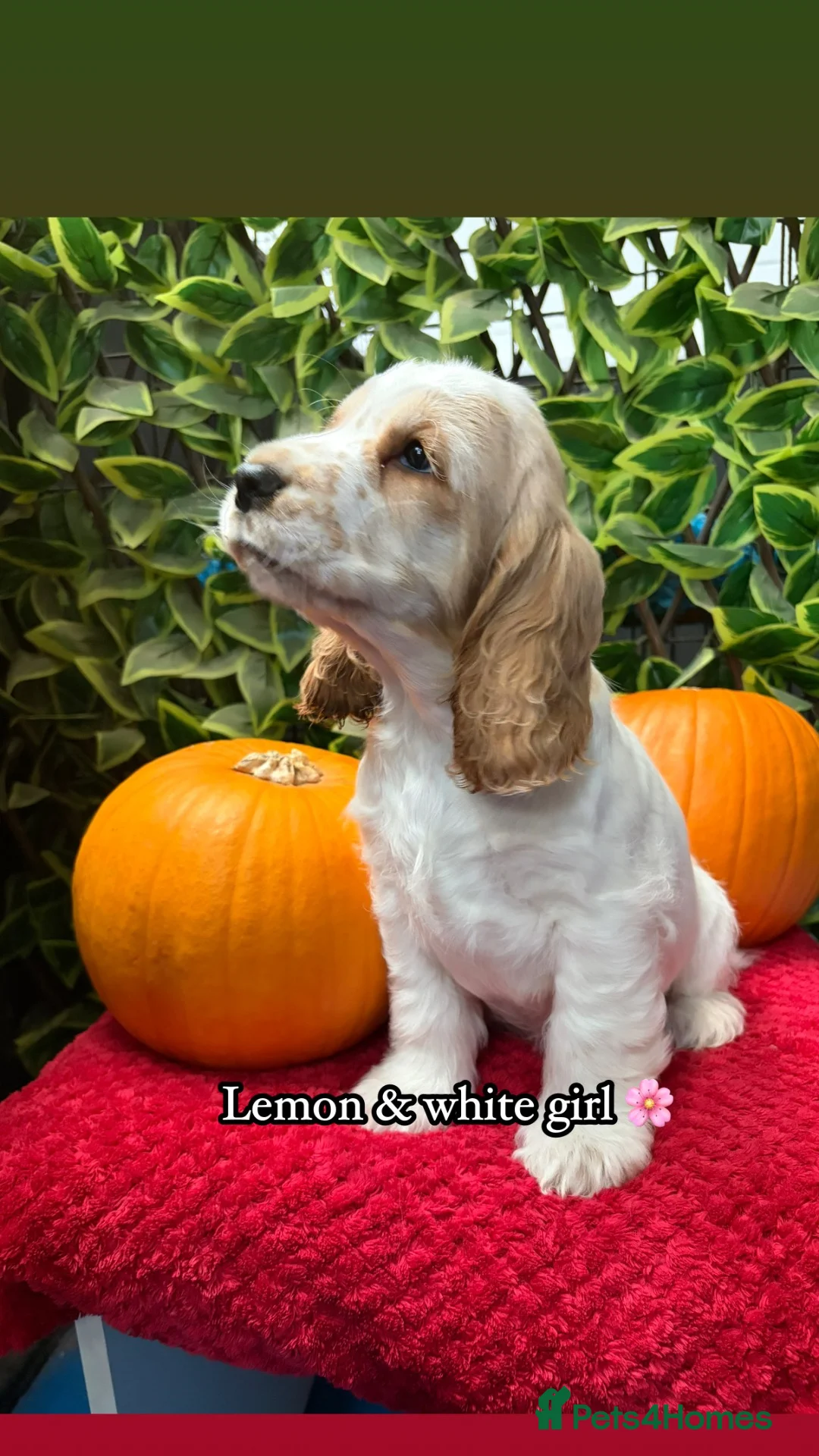 Cocker Spaniel dogs for sale: 🏆 Award Winning 🏆 - Advert 2