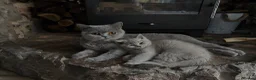 British Shorthair cats for sale: Beautiful British Blue  - Advert 5