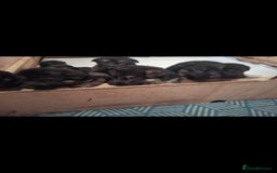 German Shepherd dogs for sale: Exceptional German shepherd puppies  - Image 29