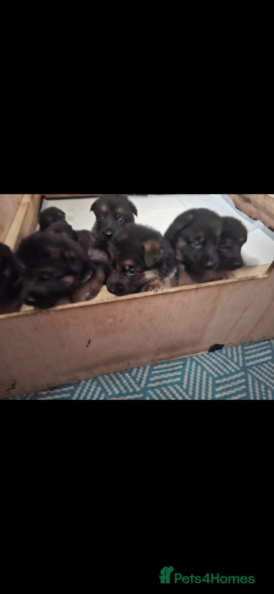German Shepherd dogs for sale: Exceptional German shepherd puppies  - Image 29
