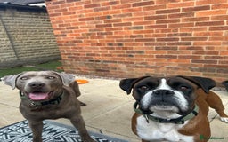 Mixed Breed dogs for sale: 2 gorgeous girls - Image 13