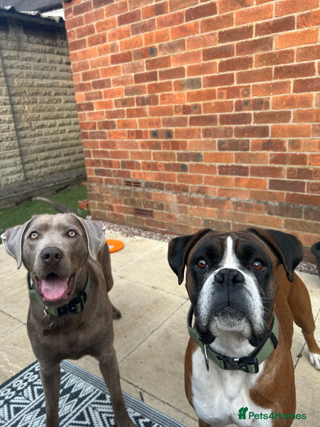 Mixed Breed dogs for sale: 2 gorgeous girls - Image 13