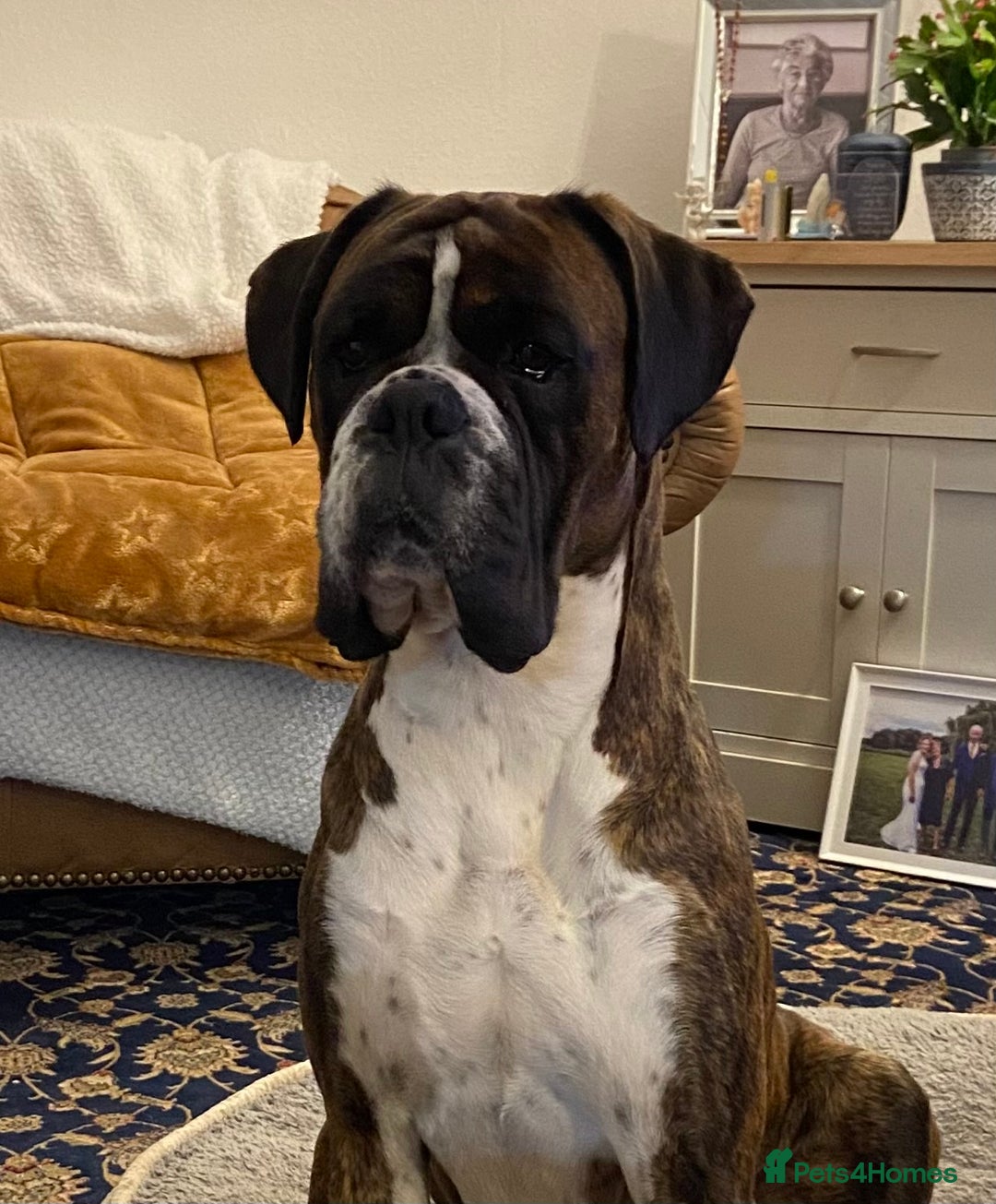 Boxer dogs for stud: Proven, heart scored zero Champion boxer dog  - Image 3