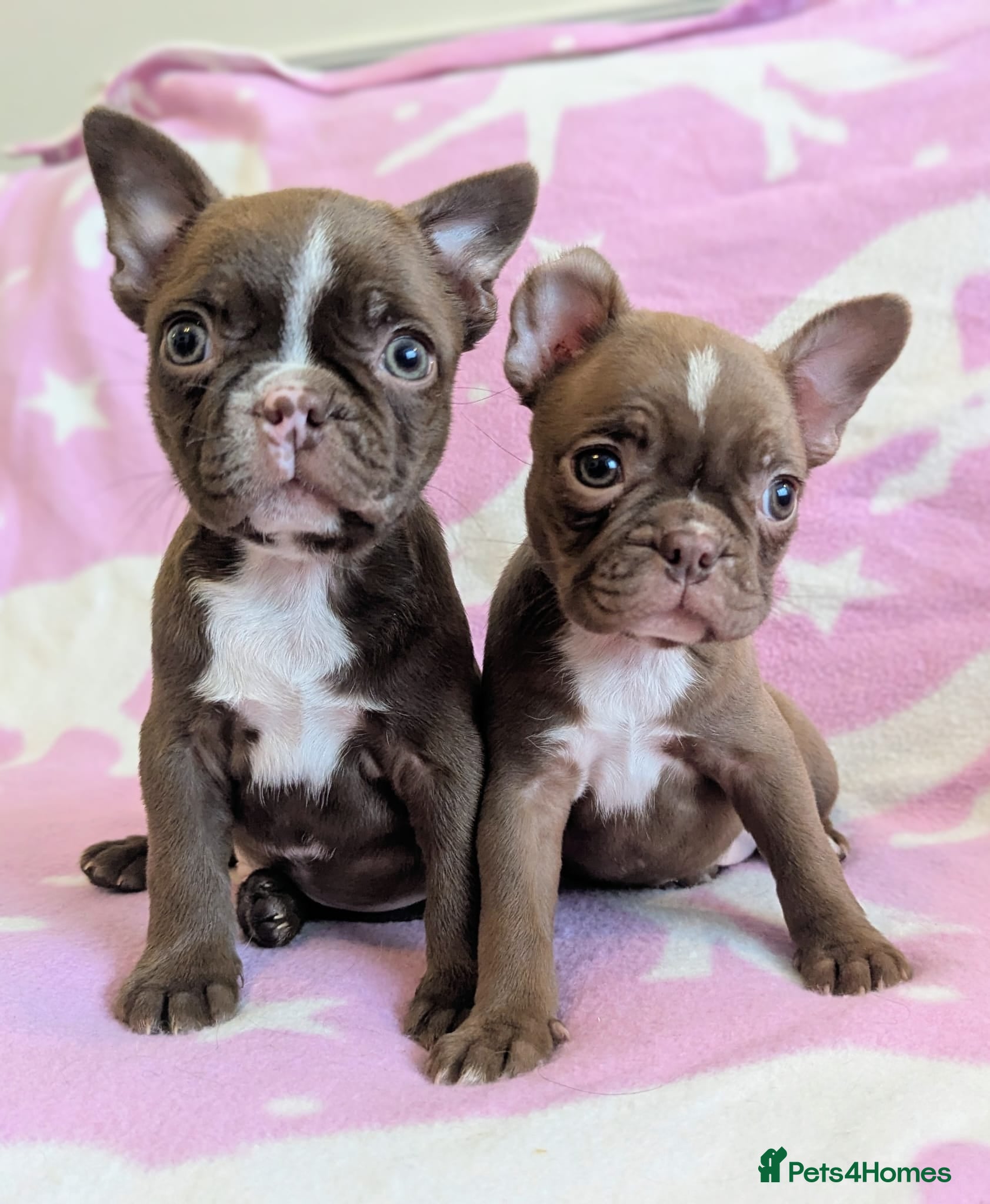Boston Terrier dogs for sale: KC Registered Boston Terrier pups  - Advert 1