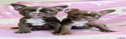 Boston Terrier dogs for sale: KC Registered Boston Terrier pups  - Advert 1