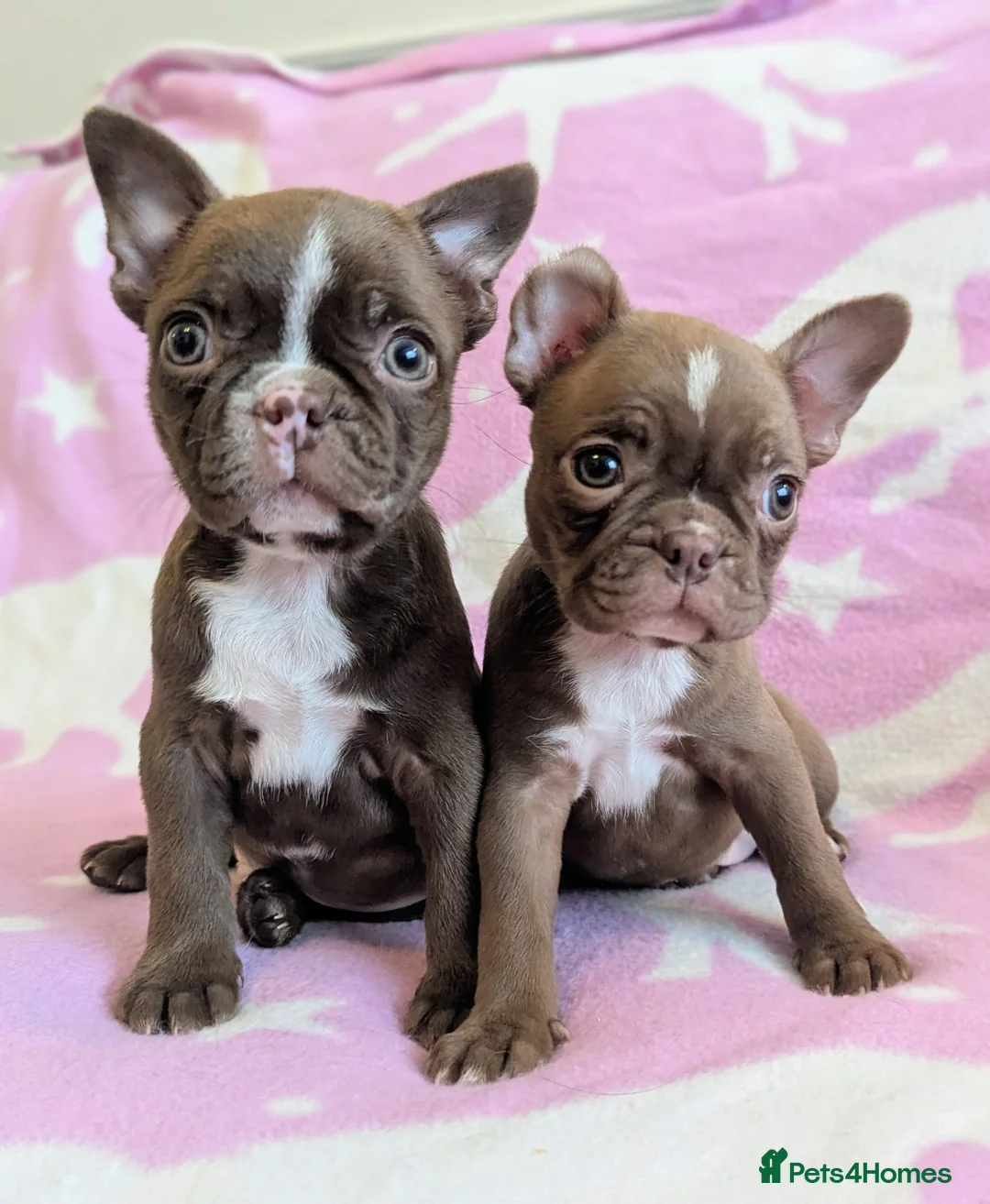 Boston Terrier dogs for sale: KC Registered Boston Terrier pups  - Advert 1