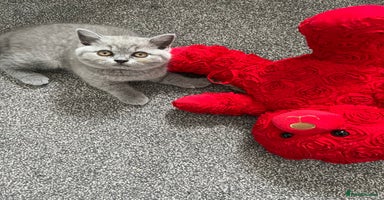 British Shorthair cats - Advert 16