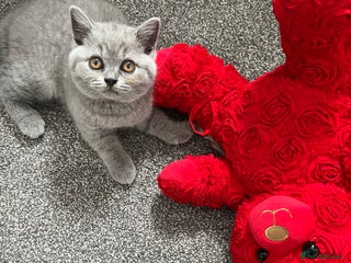 British Shorthair cats - Advert 1