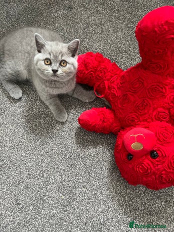 British Shorthair cats - Advert 4