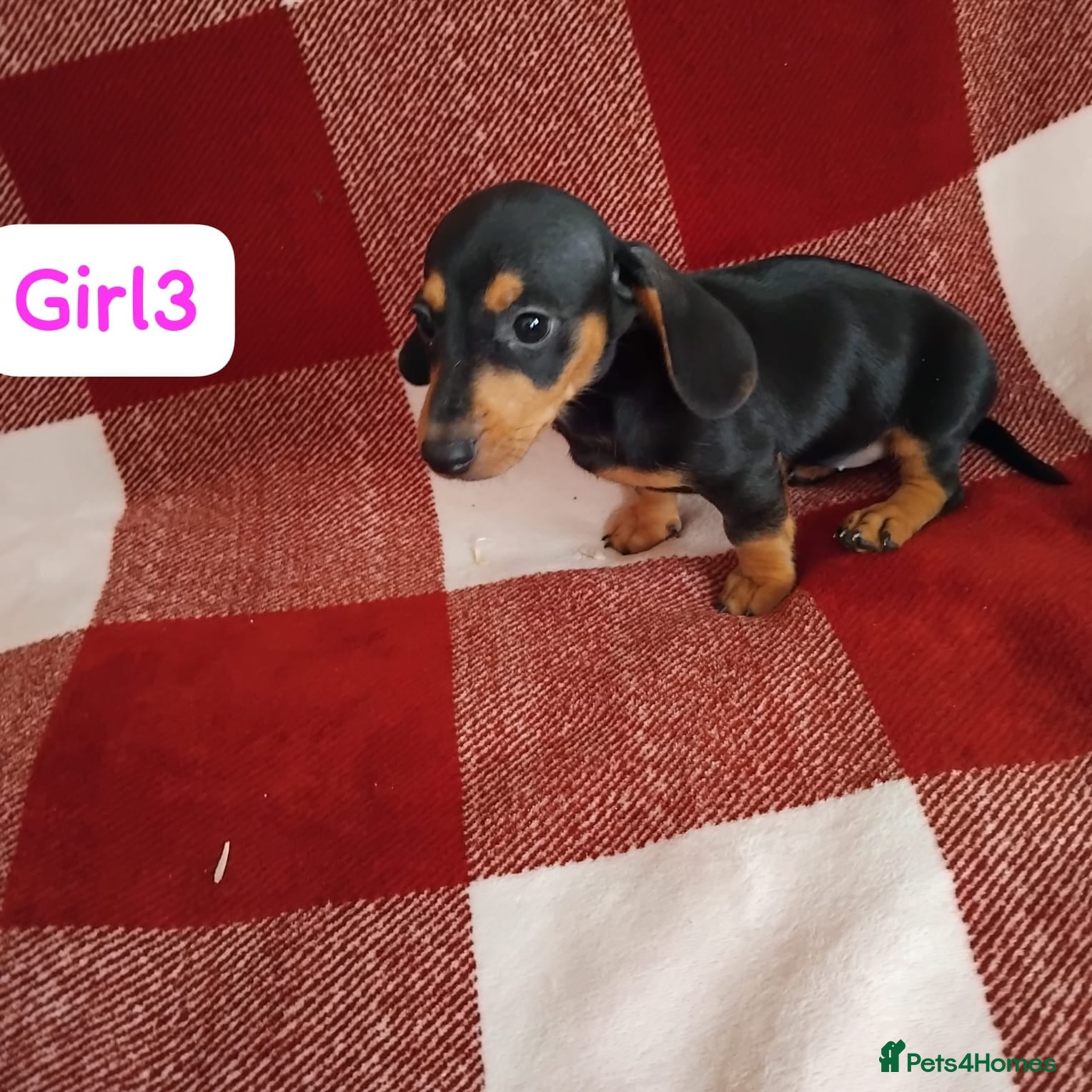 Dachshund dogs pedigree miniature dachshund puppies - Advert 2