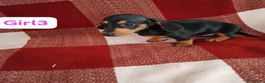Dachshund 6