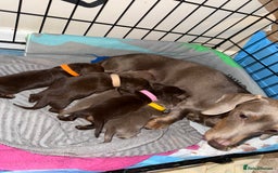 Miniature Dachshund dogs for sale: Miniature daxies - Advert 19