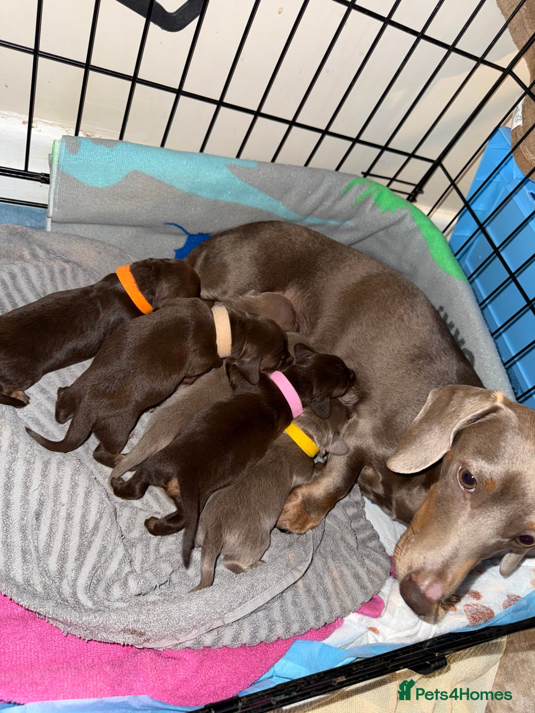 Miniature Dachshund dogs for sale: Miniature daxies - Advert 19