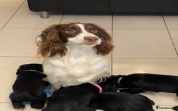 Sprocker dogs for sale: Beautiful Sprocker puppies HEALTH TESTED PARENTS - Image 9