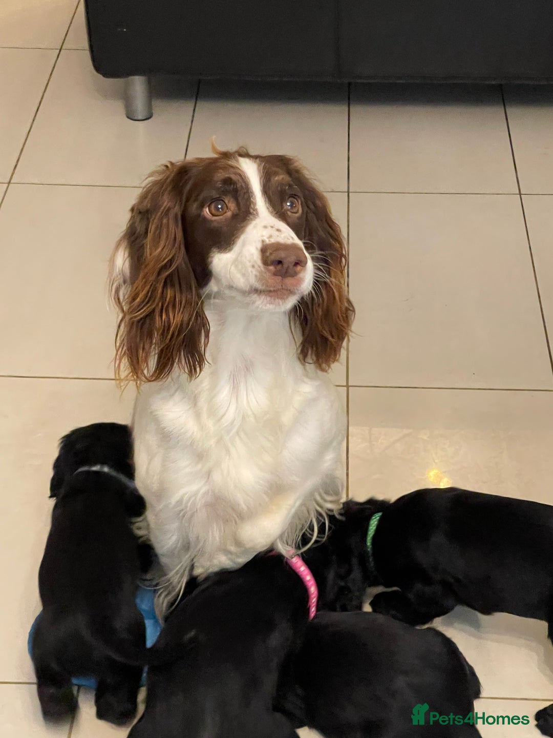 Sprocker dogs for sale: Beautiful Sprocker puppies HEALTH TESTED PARENTS - Image 9