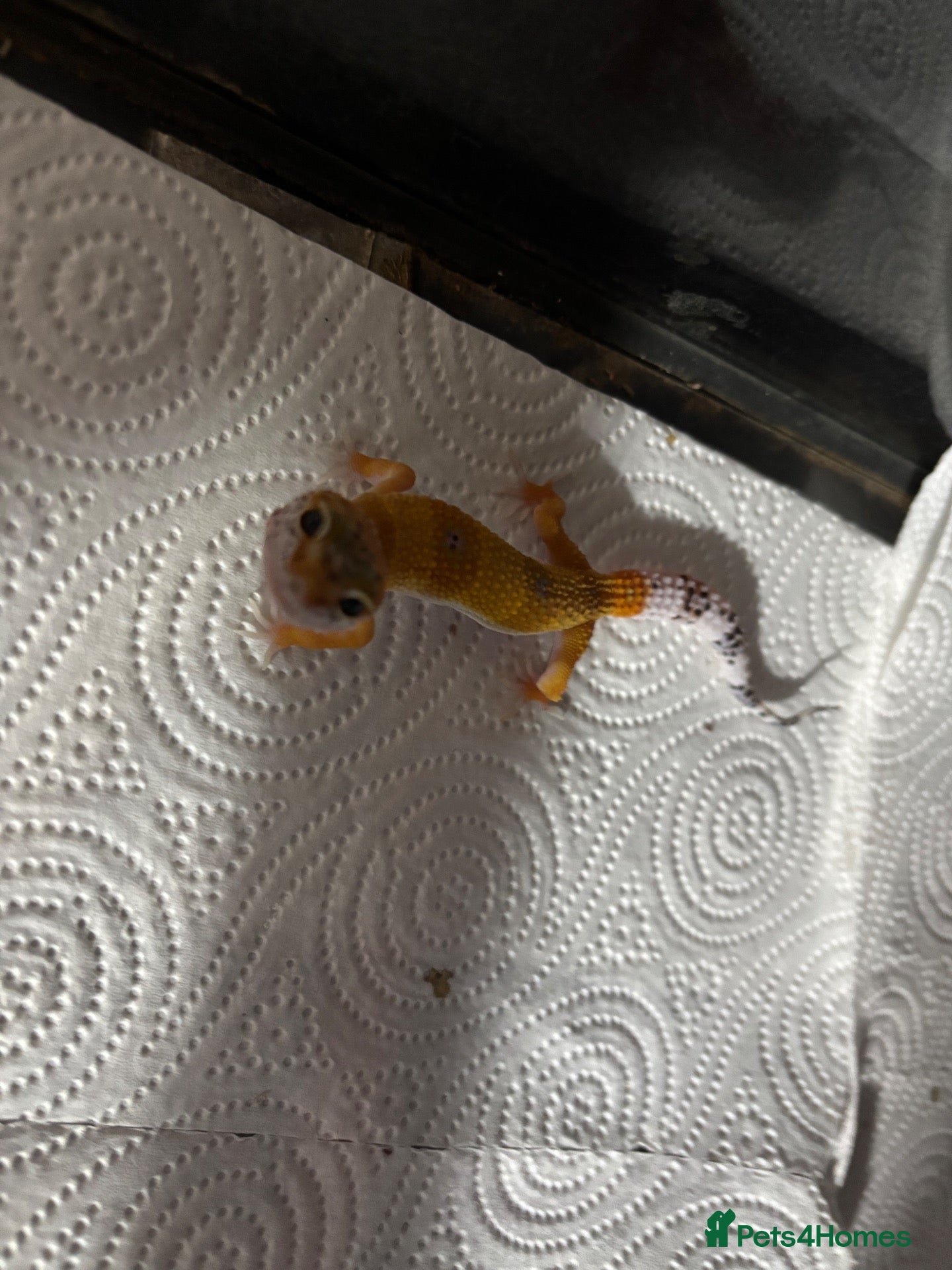 Leopard Gecko reptiles Baby Leopard Geckos with Equipment – Captive Bred - Advert 1