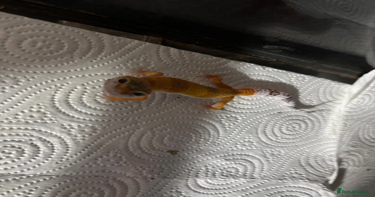 Baby Leopard Geckos with Equipment – Captive Bred for sale in Bexhill ...