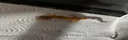 Leopard Gecko reptiles for sale: Baby Leopard Geckos with Equipment – Captive Bred - Advert 1