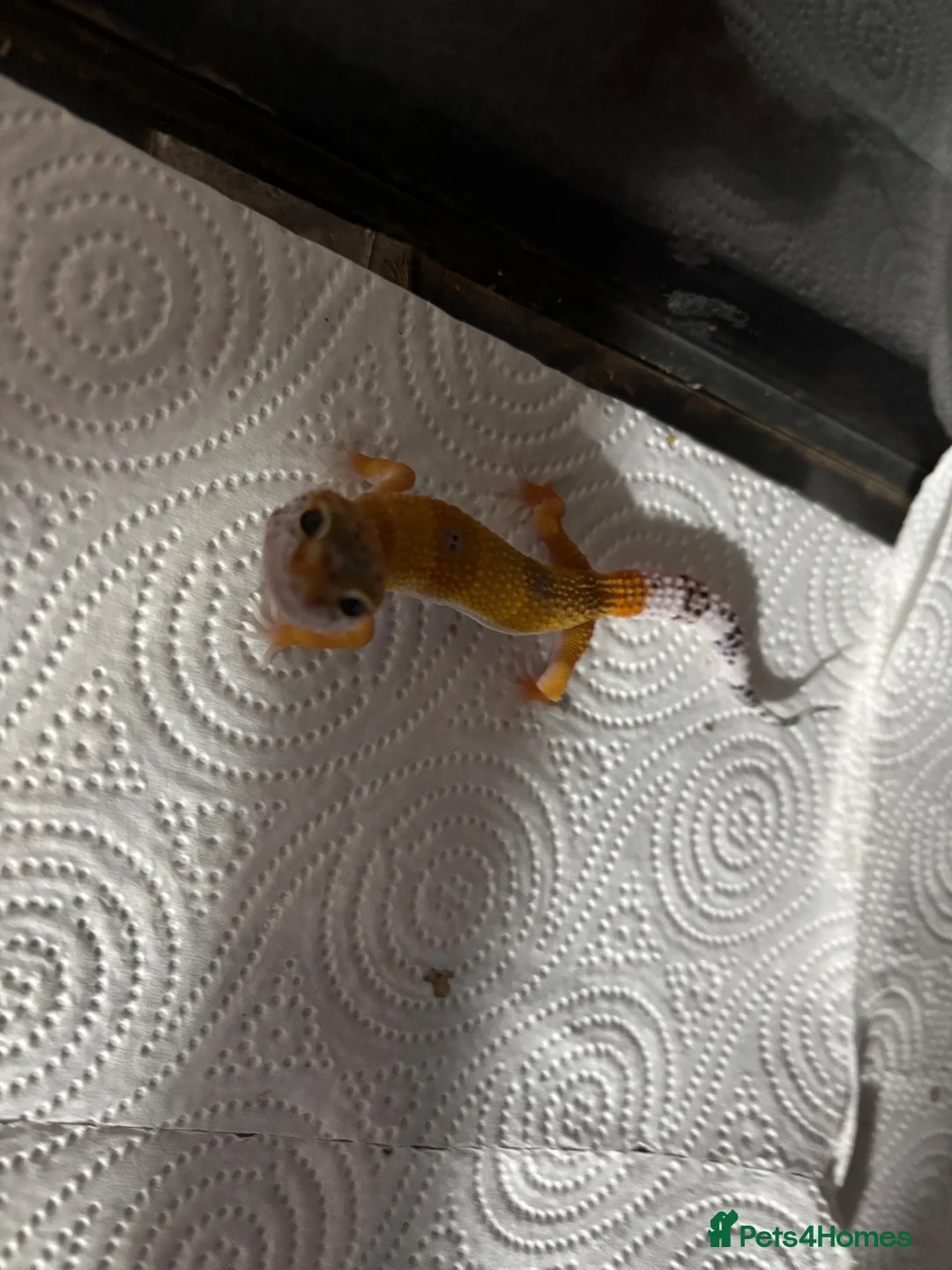Leopard Gecko reptiles for sale: Baby Leopard Geckos with Equipment – Captive Bred - Advert 1