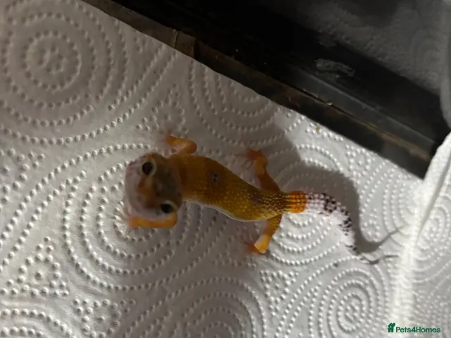 Leopard Gecko reptiles Baby Leopard Geckos with Equipment – Captive Bred - Advert 1