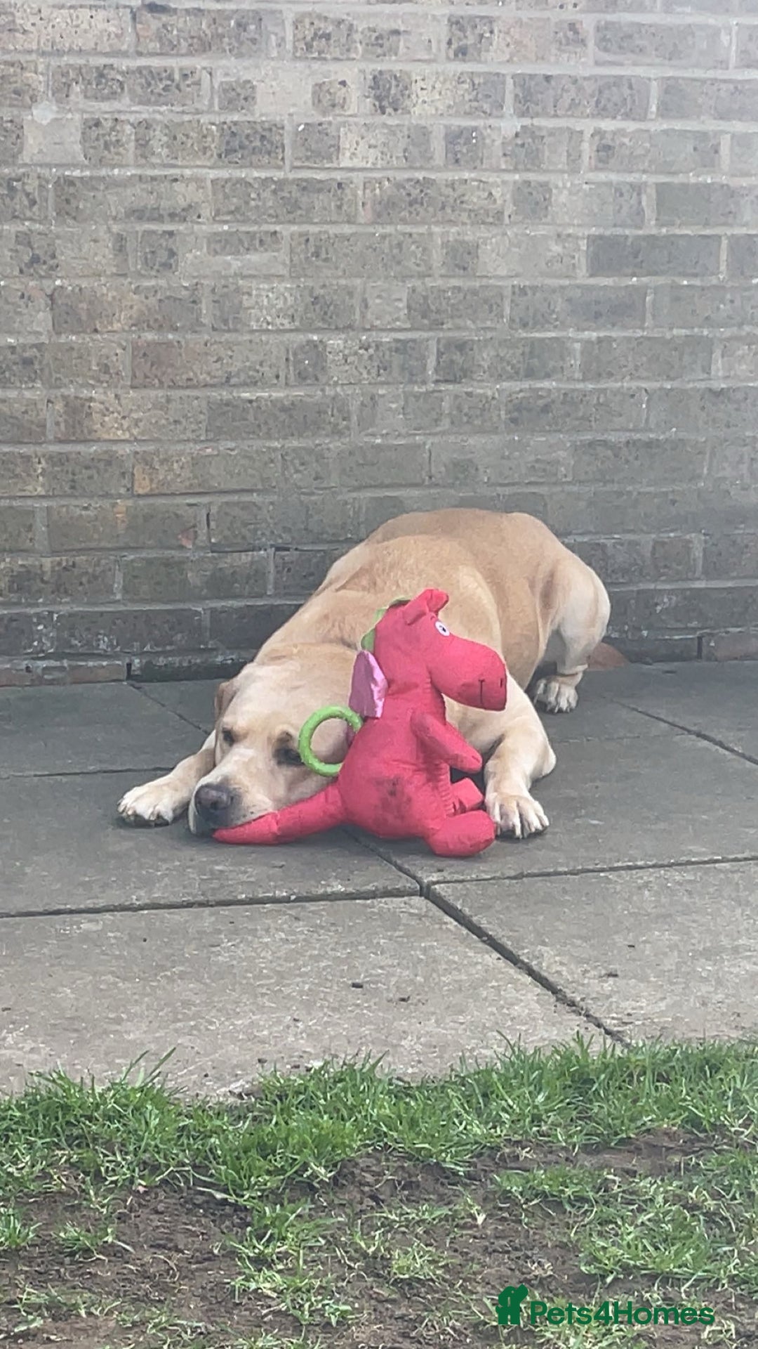 Labrador Retriever dogs for sale: Labrador for sale - Advert 5