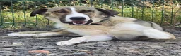 Mixed Breed dogs for adoption: Beautiful Big Girl Blanca  - Advert 3