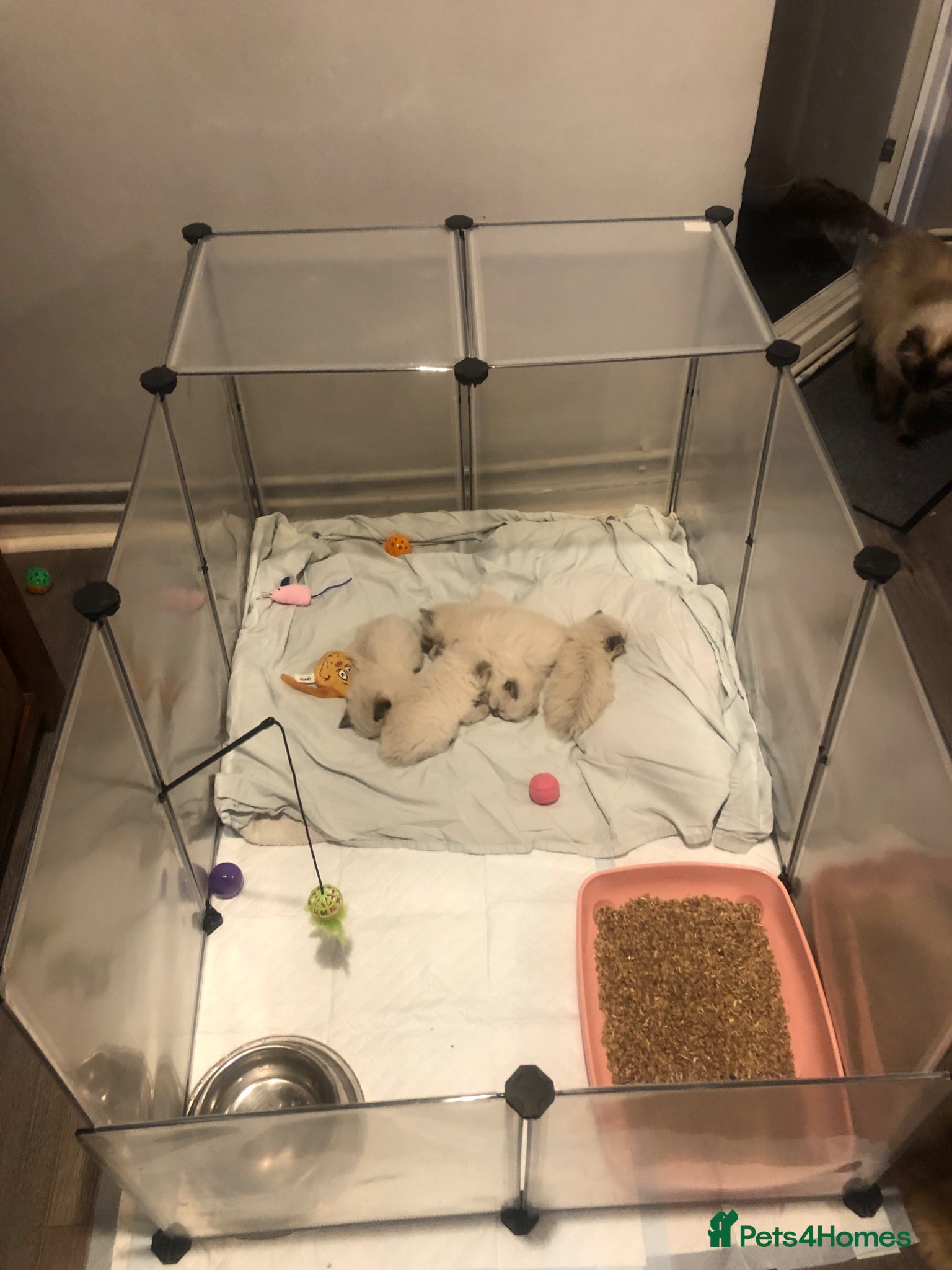 Ragdoll cats for sale: Ragdoll kittens in Southend-on-Sea - Advert 5