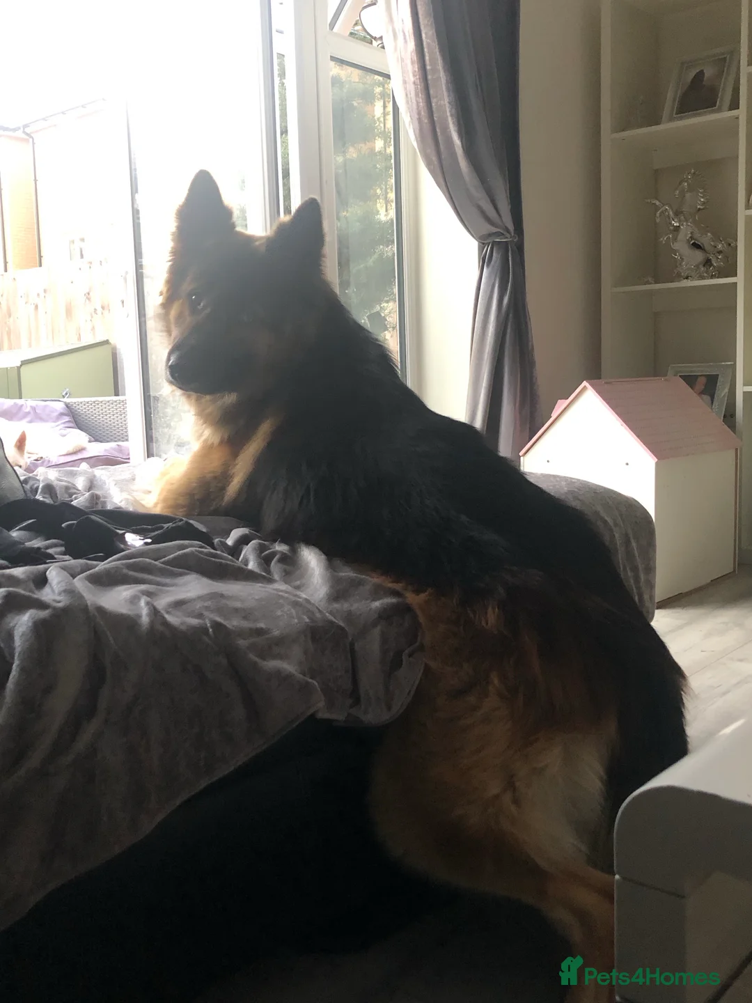 German Shepherd dogs for stud: German Shepard up for stud  in Erith - Advert 28