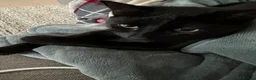British Shorthair cats for sale: Pepper - Advert 2