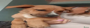 Mixed Breed 1